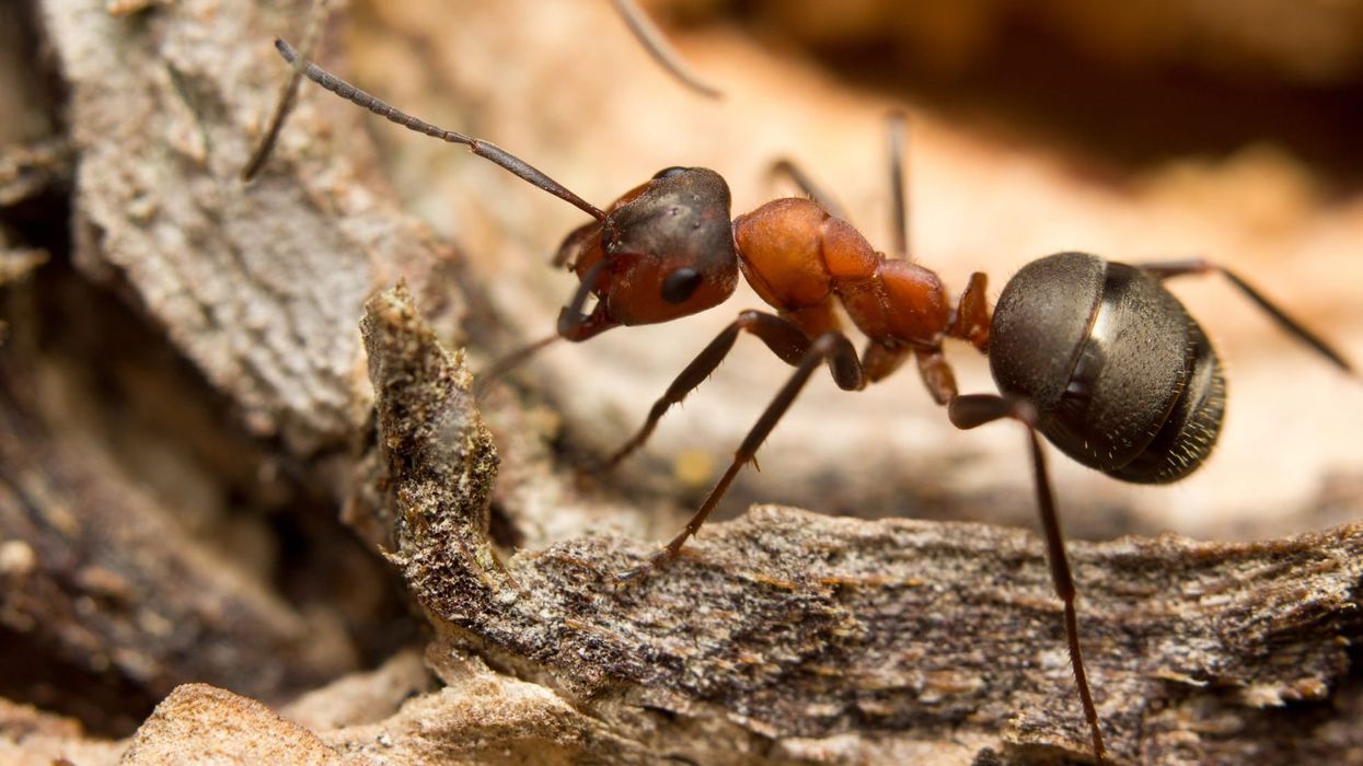 Red wood ant facts that will amaze you.