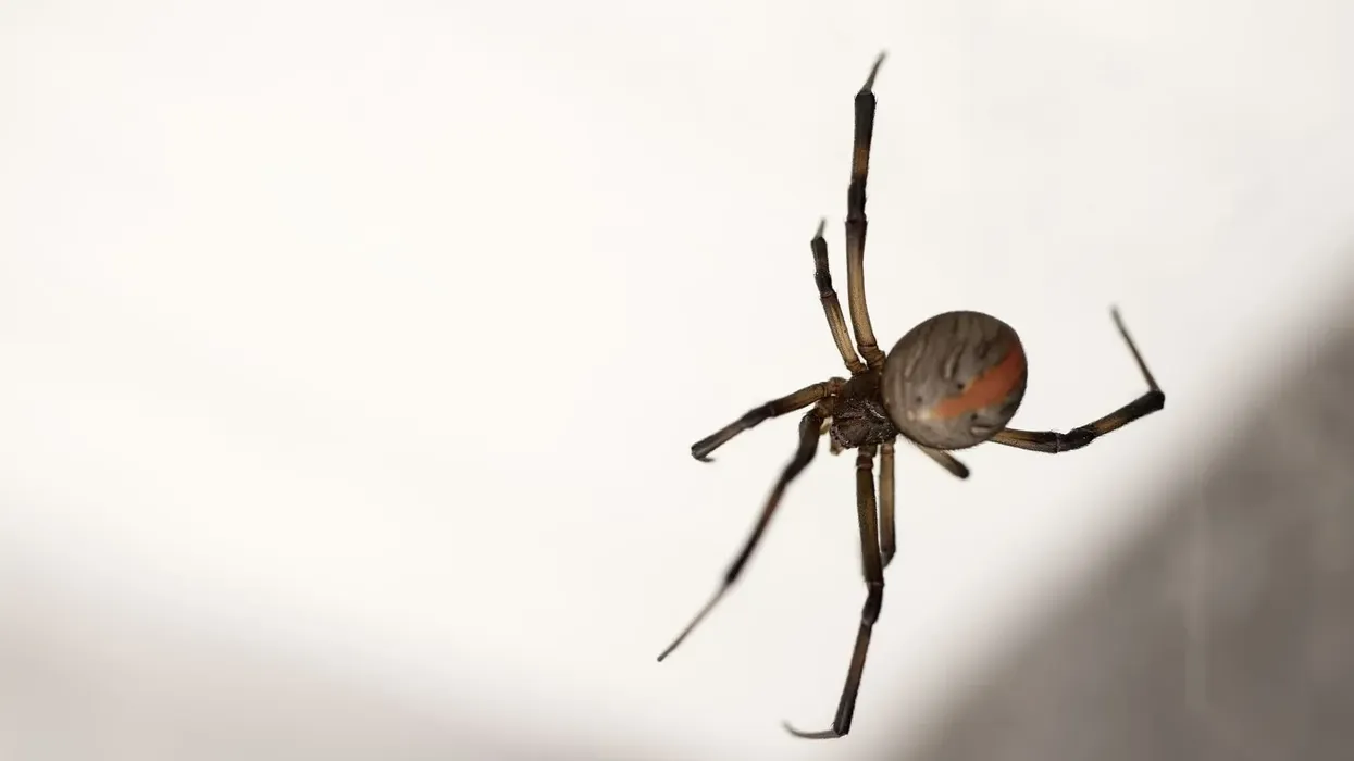 Redback spider facts; your ticket to Australia to encounter this unique spider.
