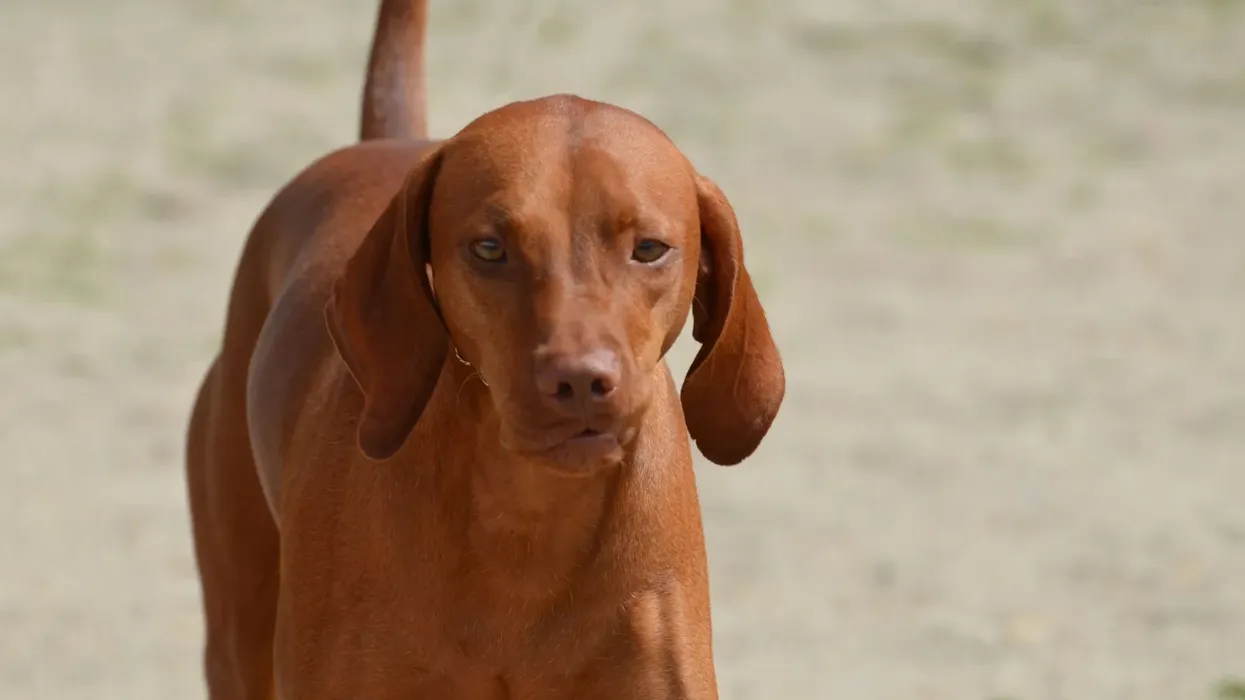 Redbone coonhound facts are interesting!