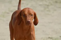 Redbone coonhound facts are interesting!