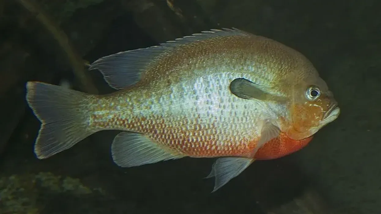 Redbreast sunfish facts are fun to read.