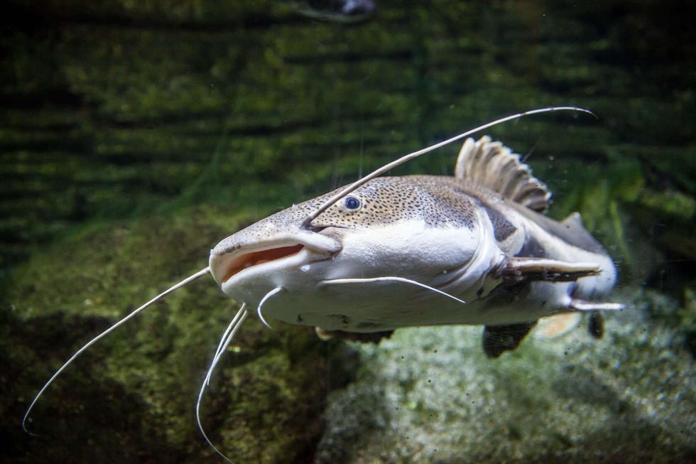 Redtail catfish in water.