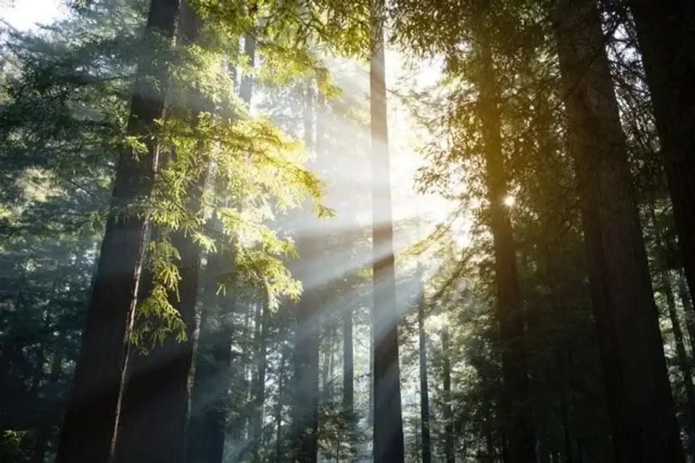 Redwood trees and conifers were very common in the Mesozoic era.