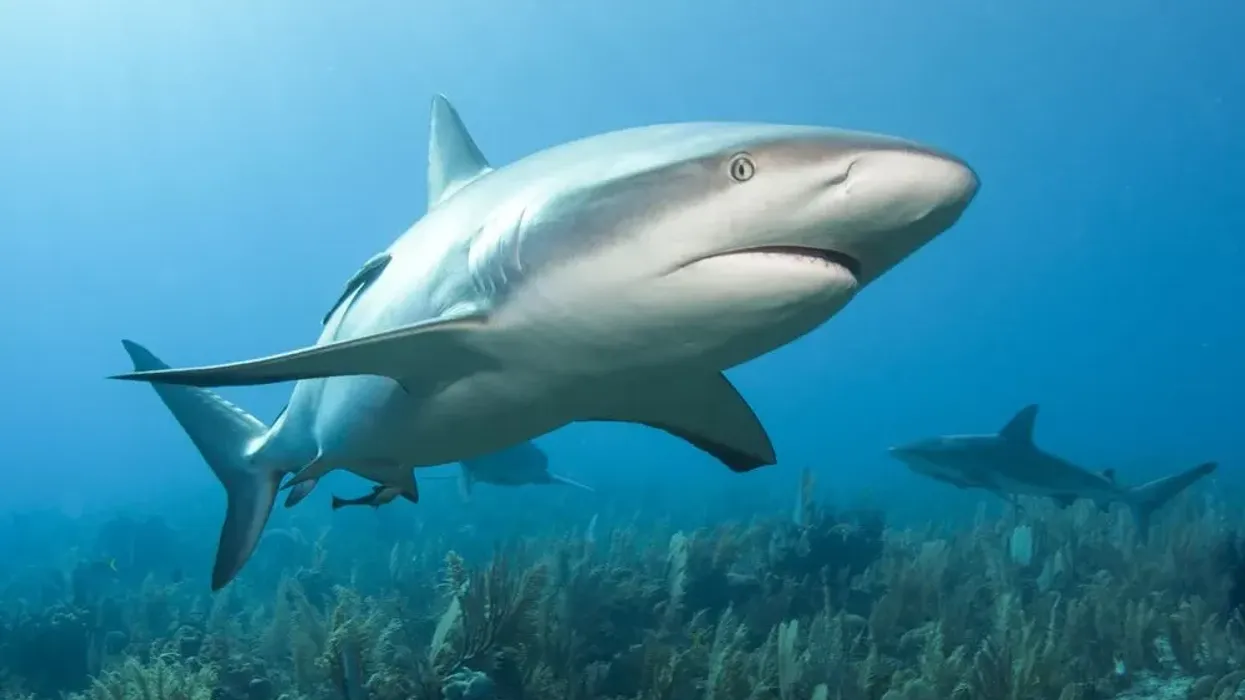 Reef shark facts about the vibrant, rare, and near-threatened shark species.