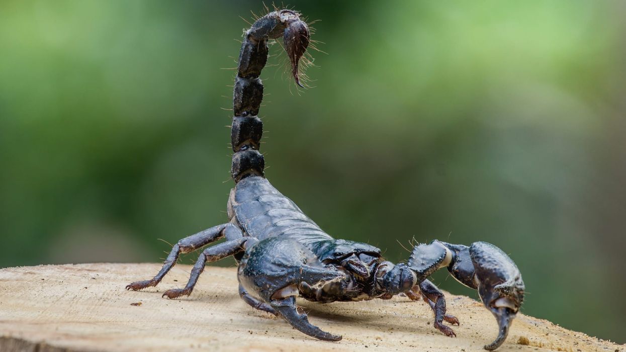 Refresh yourself with these interesting black-tailed scorpion facts.