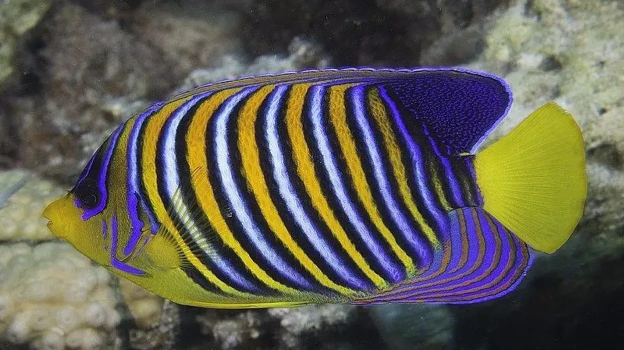 Regal Angelfish facts about the fish species native to the Indo Pacific Ocean and Red Sea.