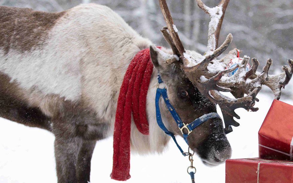 Reindeer in a festive Christmas sled in snowy woods