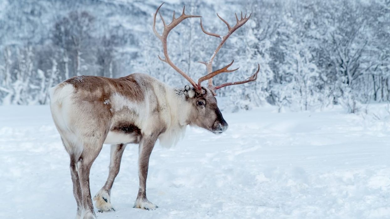 Reindeers are real animals and not cartoon characters, these animals are the deer species that live in snow-covered winter areas like the northern Arctic ranges.