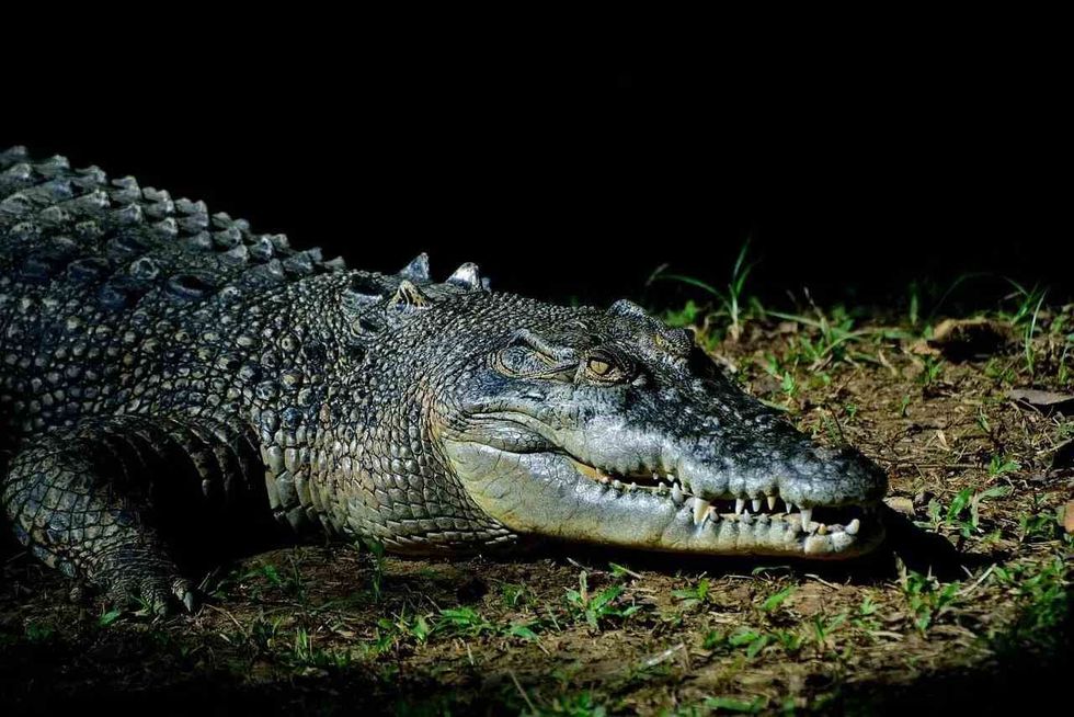 Reptiles come in a range of shapes and sizes