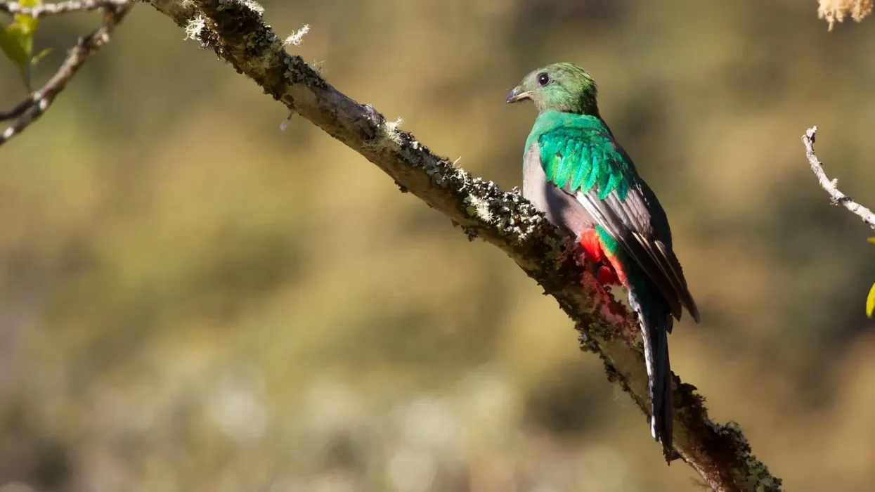 Resplendent quetzals facts about a species of beautiful birds.