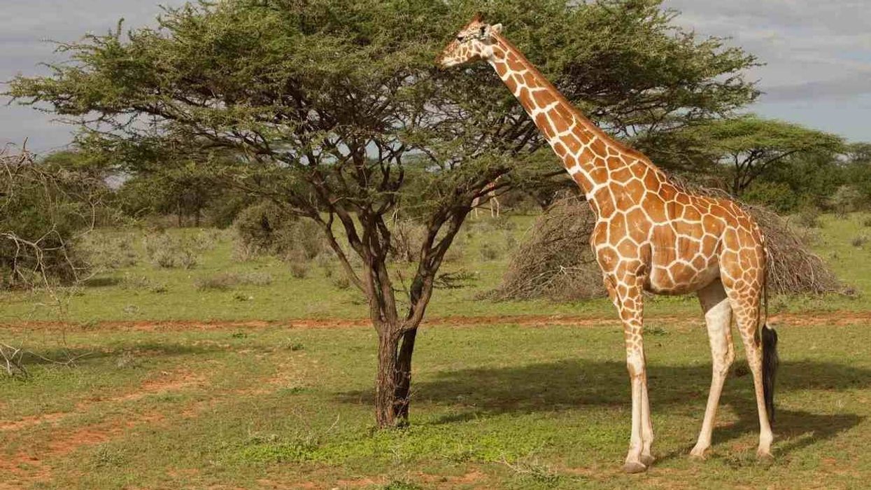 Reticulated Giraffe fun facts for kids.