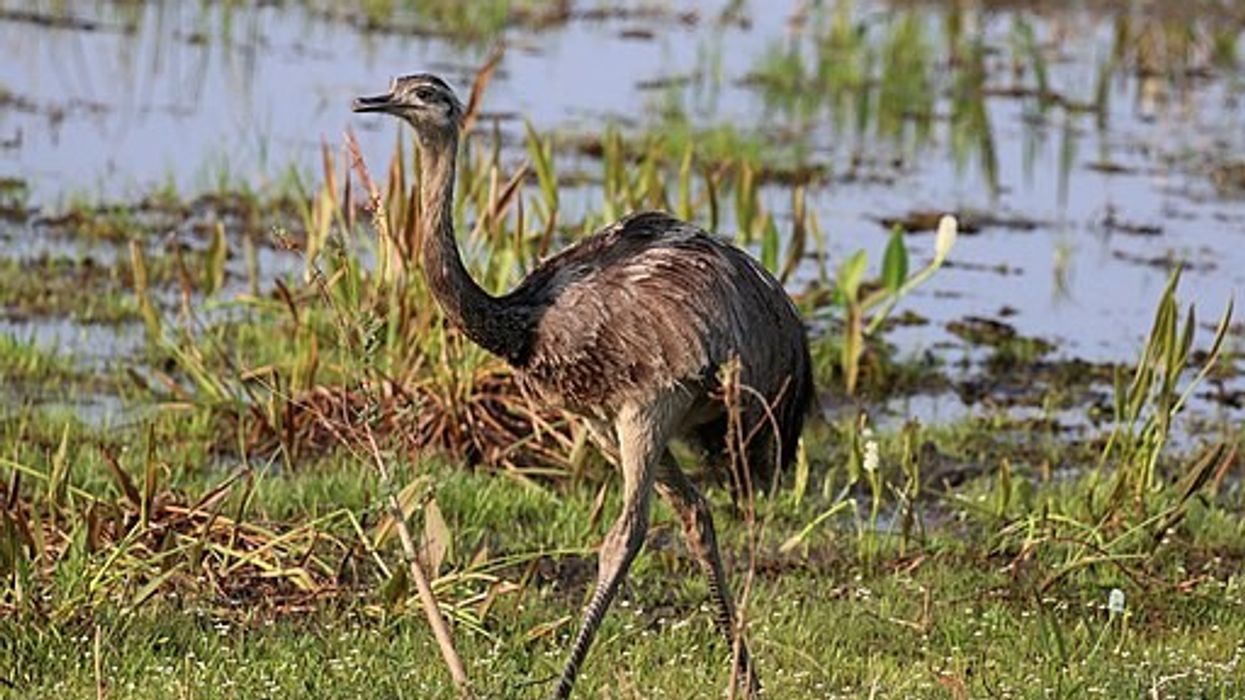 Rhea (bird) facts, such as they are the largest South American bird, are very interesting.