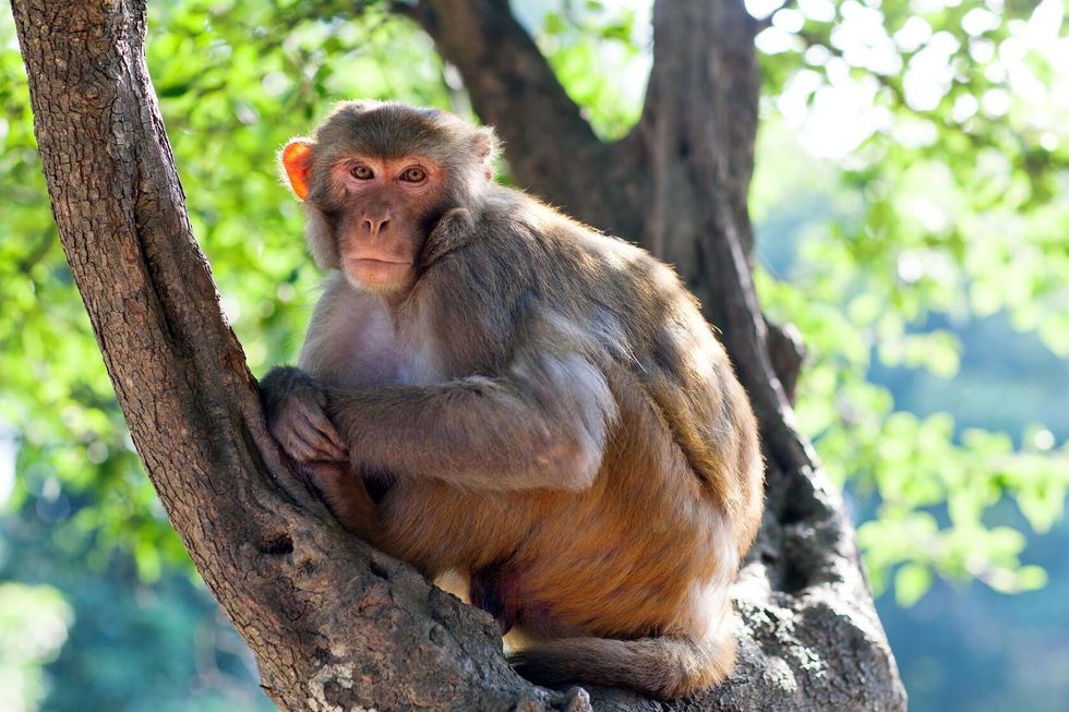 Rhesus makaque monkey on a tree.