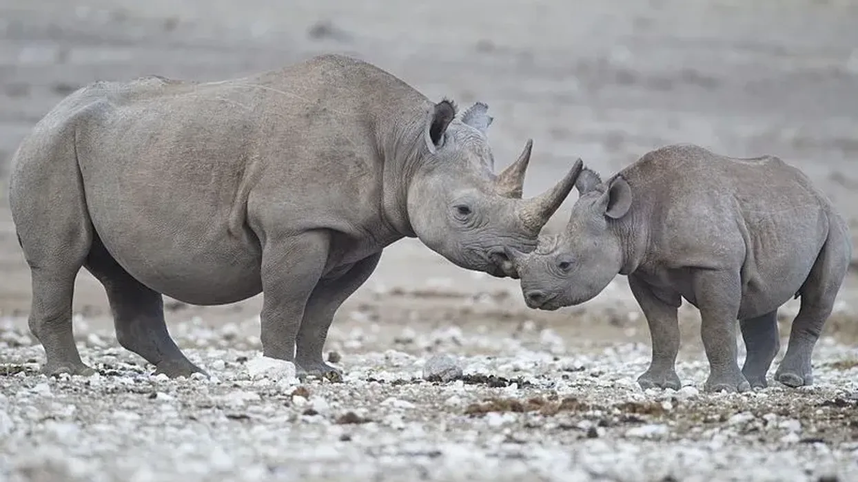 Rhino facts, explore the second-largest land mammal