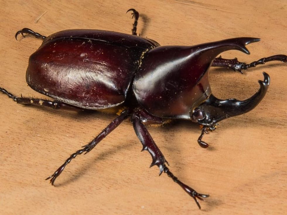 Fun Rhinoceros Beetles Facts For Kids | Kidadl