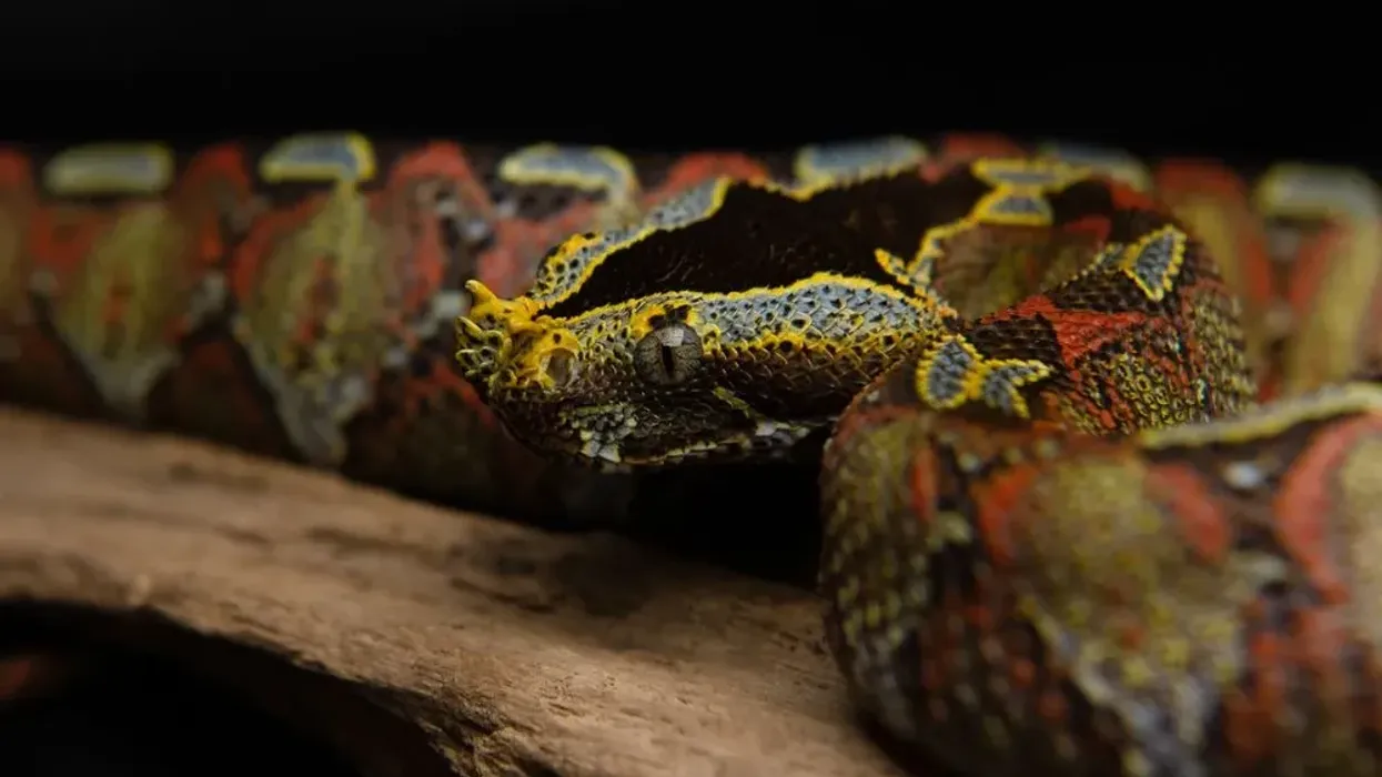 Rhinoceros viper facts are enjoyed by kids.
