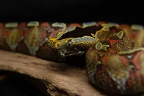 Rhinoceros viper facts are enjoyed by kids.