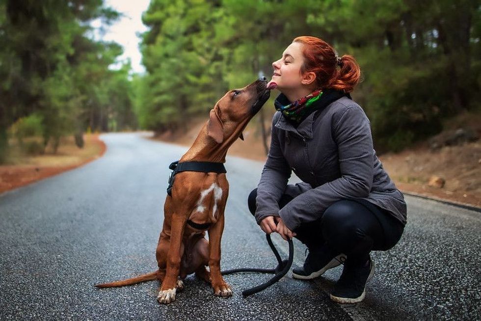 Rhodesian ridgeback dog giving  a girl sweet kiss lick.