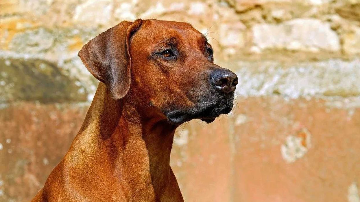 Rhodesian Ridgeback is a very big hunting or guarding dog.