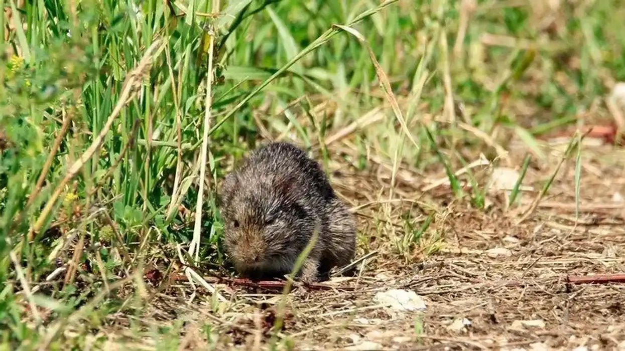 Rice field rats are growing in numbers in huge numbers and creating population control problems. Read some ricefield rat facts.