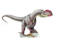 Rinchenia facts are extremely interesting to read.