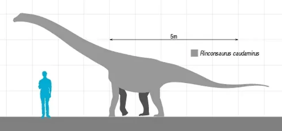 Rinconsaurus facts could be an interesting topic for you to read.