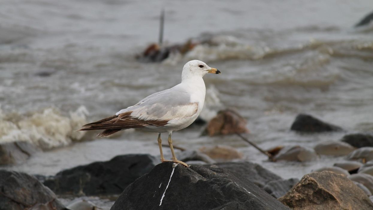 Ring-billed gull facts, from nesting colonies on the ground.
