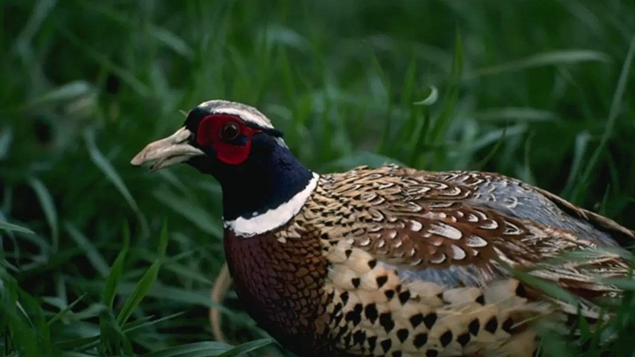 Ring-necked pheasant facts are about this bird native to Eurasia.