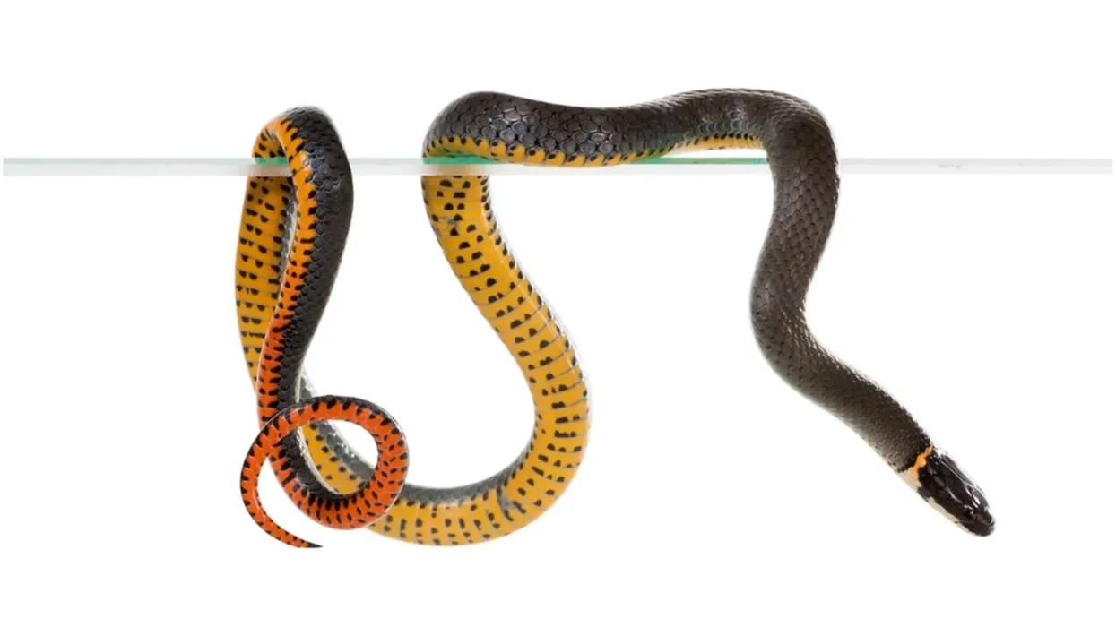 Ring-necked snake facts on the small species of snake.