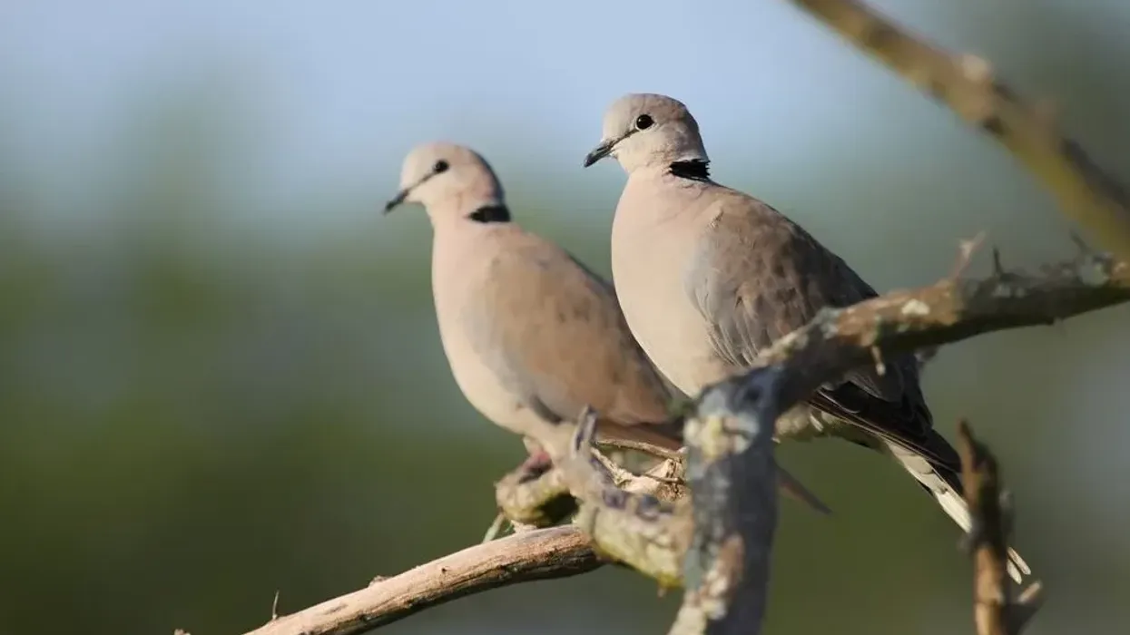Ringneck dove facts are enjoyed by kids.