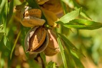 Ripe almonds on the tree branch on a sunny day