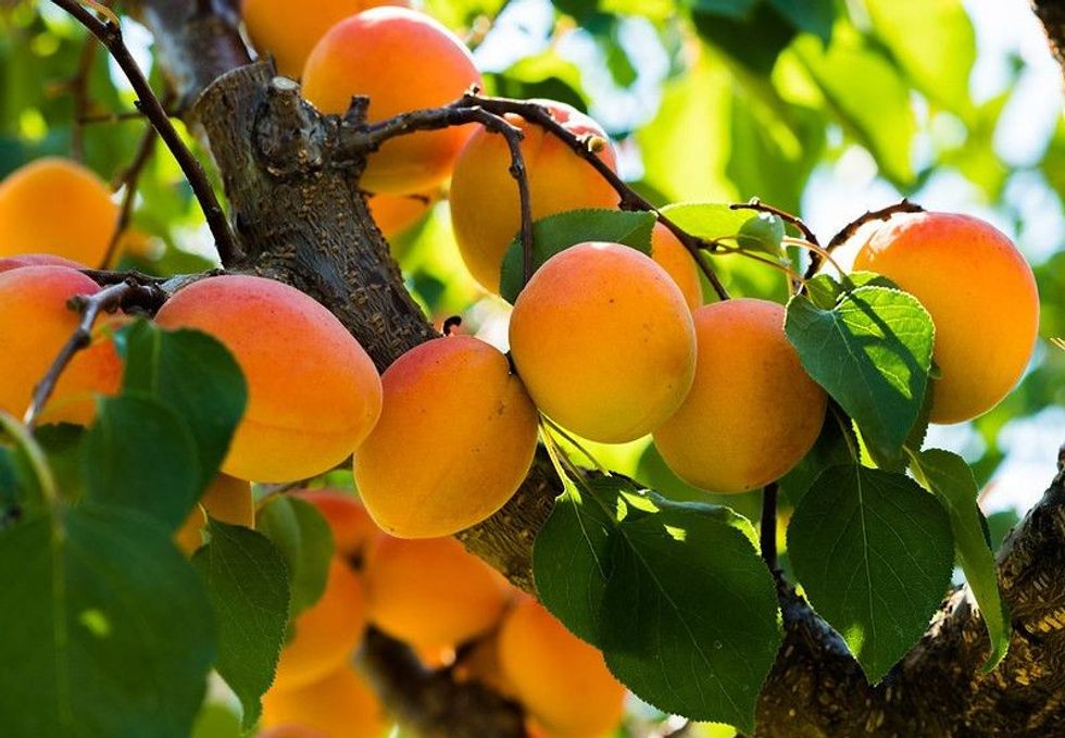 Ripe apricots on the branch
