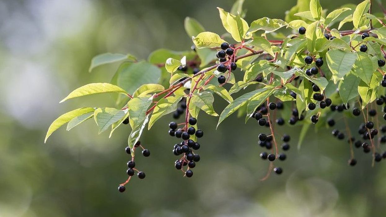 Ripe Chokecherries Hanging from the Tree