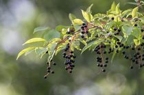 Ripe Chokecherries Hanging from the Tree