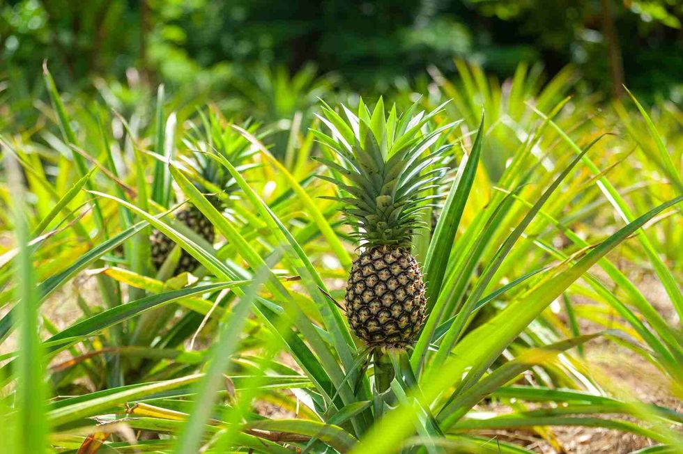 Ripe pineapples growing in wild nature.