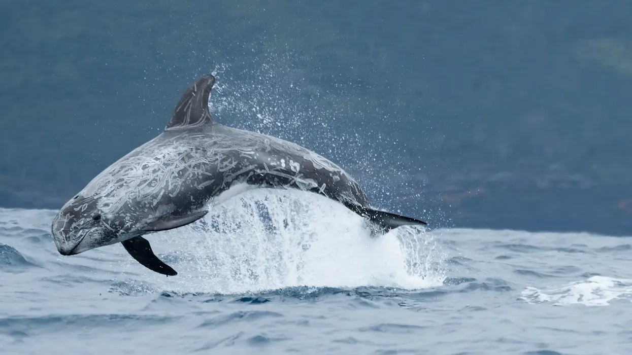 Risso's dolphins can hold their breath for half an hour, they are interesting.