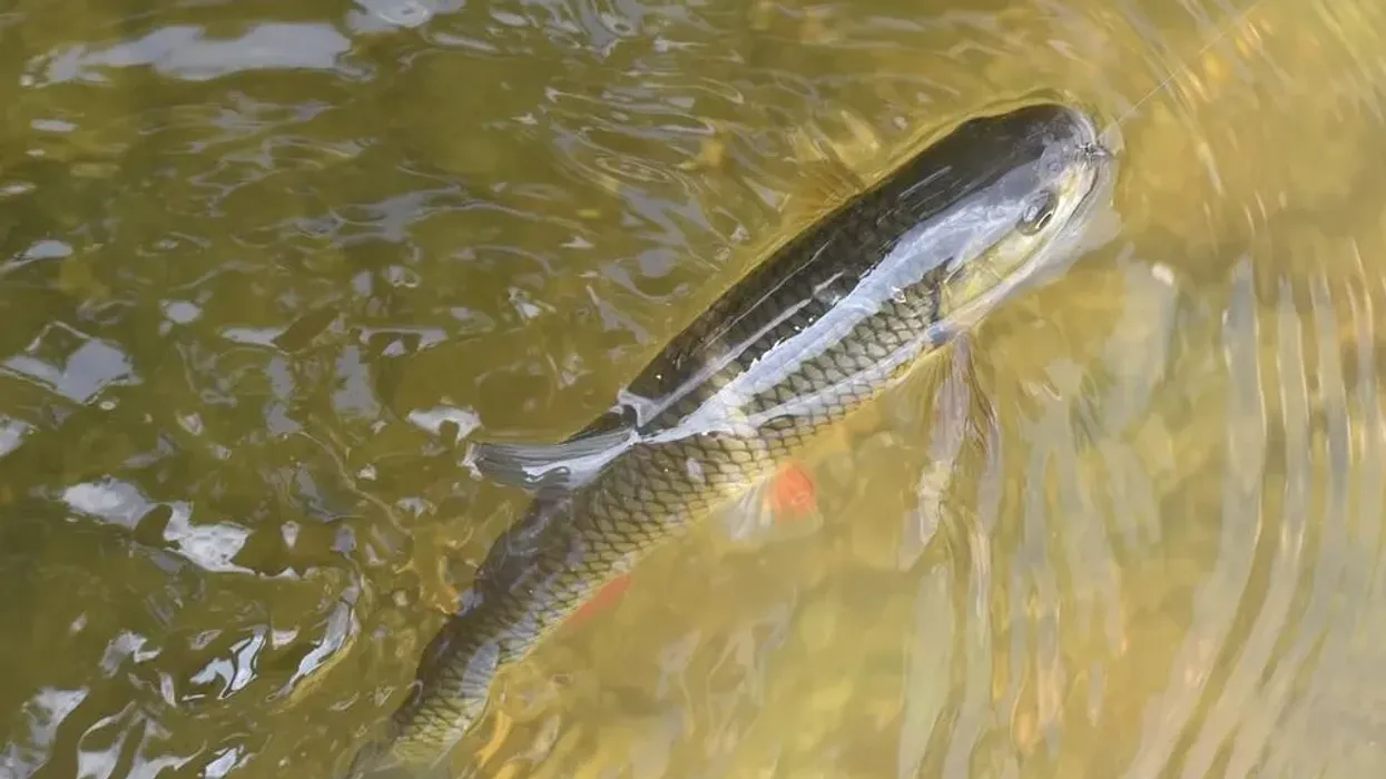 River chub facts about a lively fish found in almost zero pollution water.