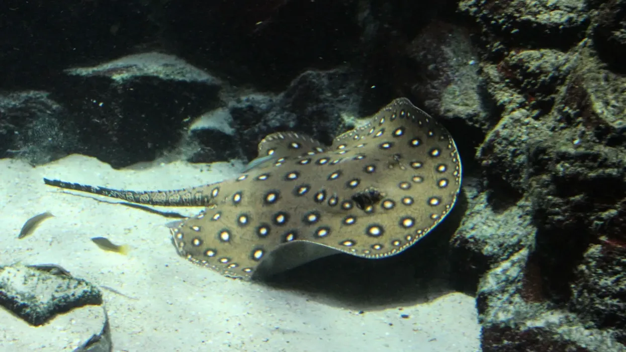 River stingray facts are amazing.