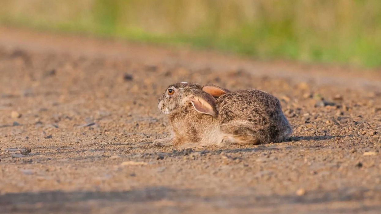 Riverine Rabbit facts about an endangered species.