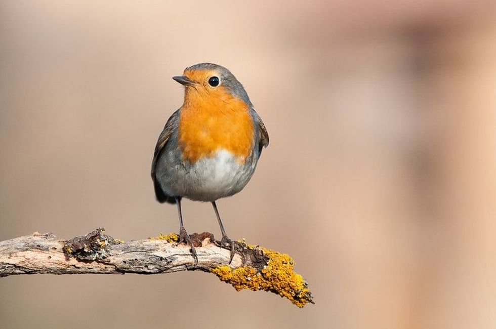 Robin erithacus rubecula standing on a branch.