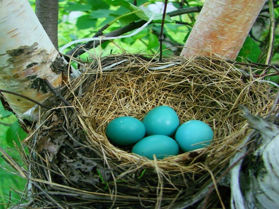 How Long For Robin Eggs To Hatch? Fun Facts For Kids 