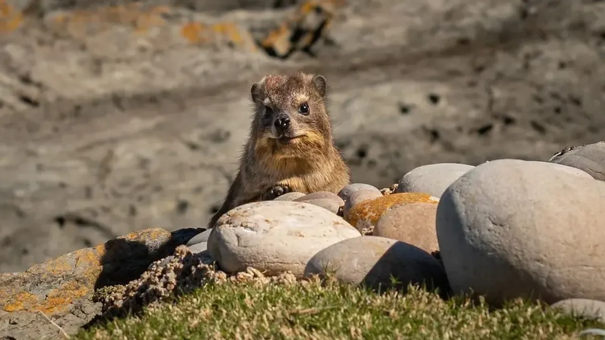 Rock hyrax facts about animals who live in groups and are found in Africa.