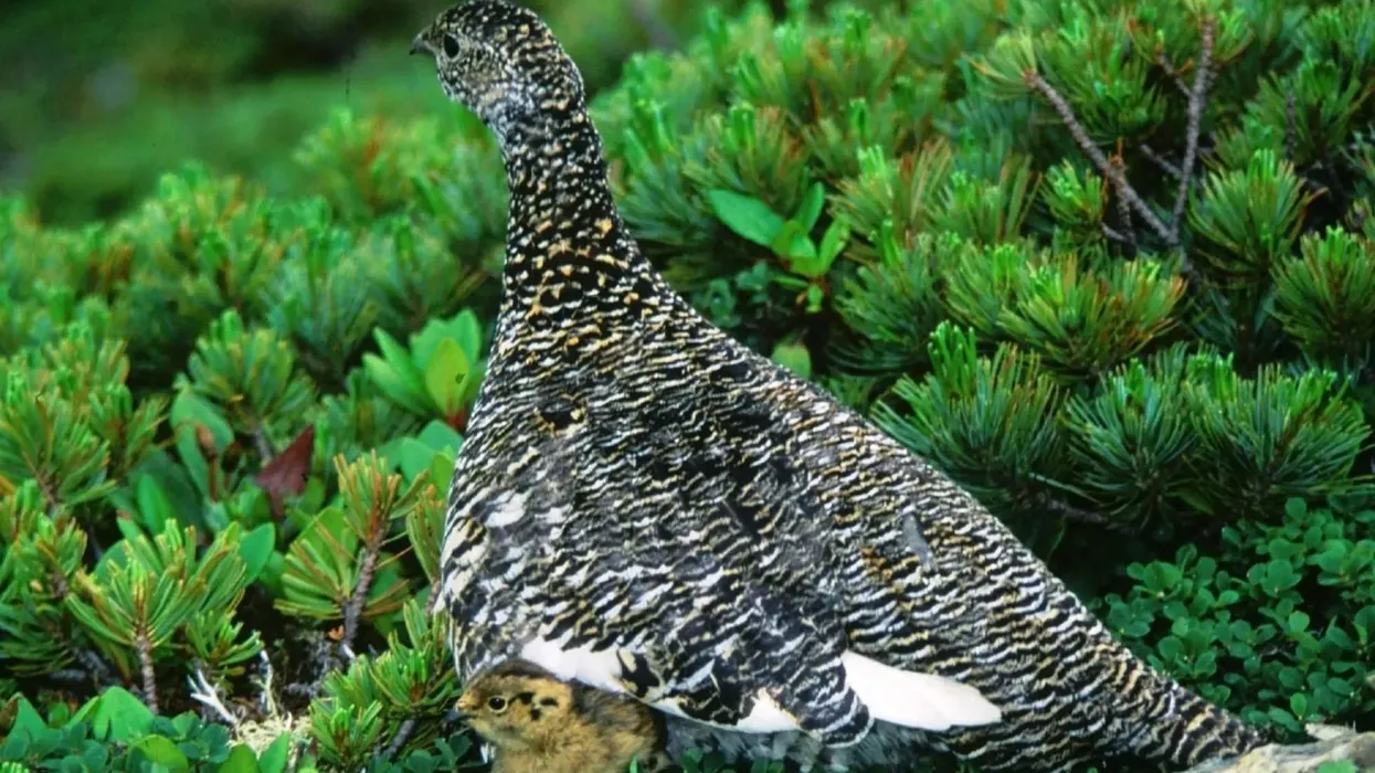Rock ptarmigan facts about the rock ptarmigan adaptations of the North American birds.