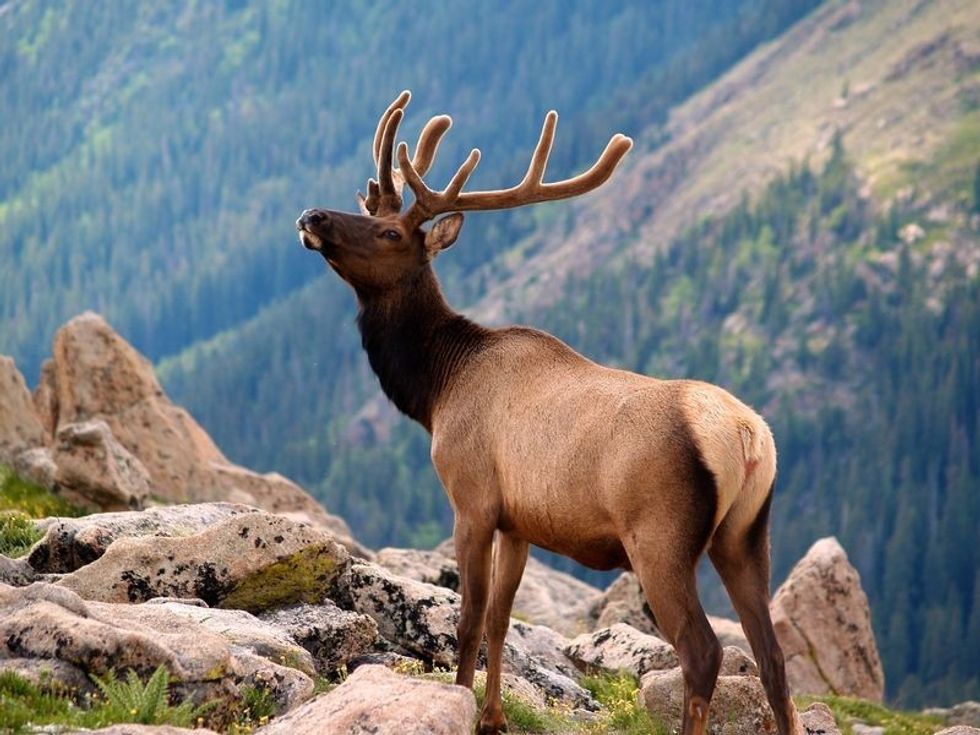 Colorado Animals: Cool Facts On Wildlife In The Rocky Mountains 