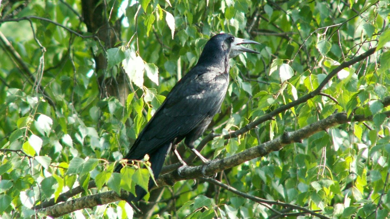 Rook facts about the oldest bird species that belongs to the crow family.