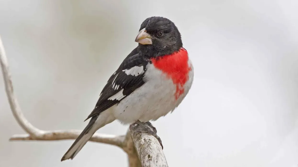 Rose-breasted grosbeak facts tell us about this bird that is found in moist coniferous forests in the United States and central and southeastern Canada