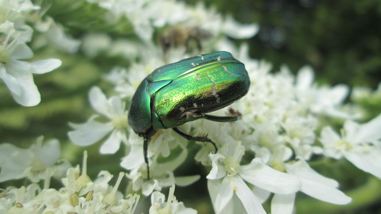 Fun Rose Chafer Facts For Kids | Kidadl
