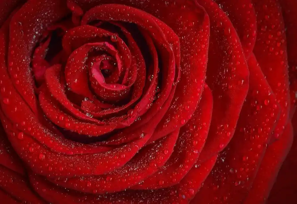 Rose Day is the day for you to visit a rose garden and enjoy the beauty of red roses, white roses, and yellow roses.