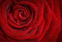 Rose Day is the day for you to visit a rose garden and enjoy the beauty of red roses, white roses, and yellow roses.