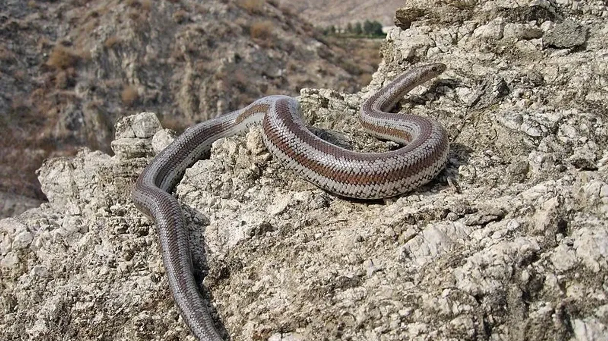Rosy Boa facts are very interesting and fun for kids.